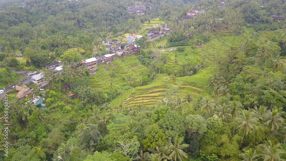 Obraz premium Aerial view of Tegalalang Green Terrace Field in Ubud, Bali