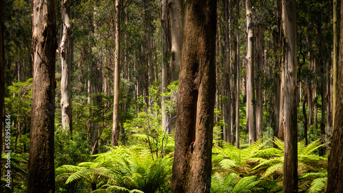 Melbourne Forest Trail