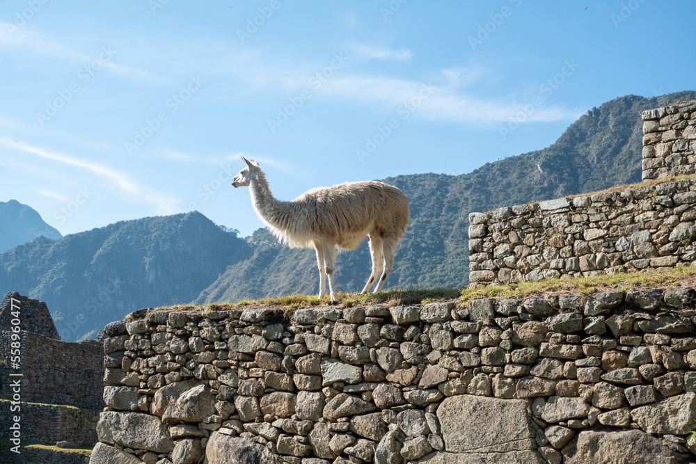 Naklejka premium Lama au pelage clair perché sur un mur au Machu Picchu