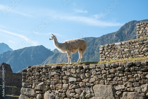 Lama au pelage clair perché sur un mur au Machu Picchu © Faïz