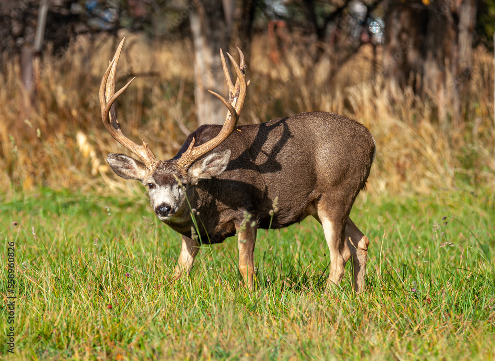 Large Mule Deer Buck Large Mule Deer Buck