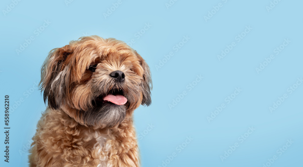 Happy Zuchon dog on blue background. Small fluffy brown dog panting with pink tongue out while looking at camera. 3 years old male Shichon, Shih Tzu-Bichon mix or fuzzy wuzzy puppy. Selective focus Happy Zuchon dog on blue background. Small fluffy brown dog panting with pink tongue out while looking at camera. 3 years old male Shichon, Shih Tzu-Bichon mix or fuzzy wuzzy puppy. Selective focus