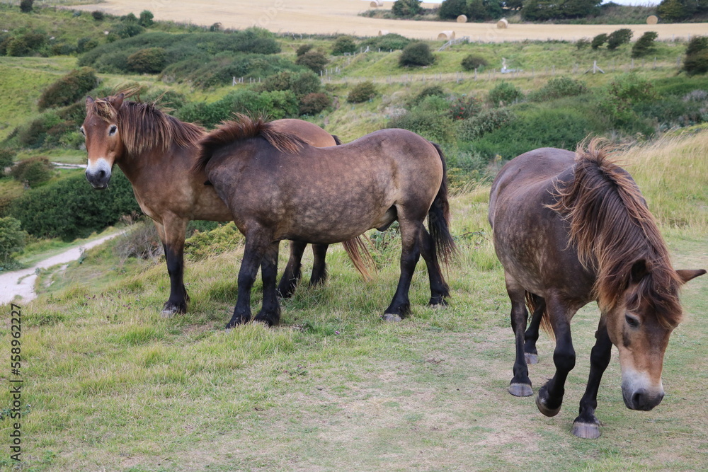 Brown horses in summer at White Cliffs of Dover, England Great Britain Brown horses in summer at White Cliffs of Dover, England Great Britain