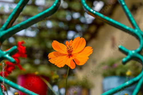 Orange flower in the garden