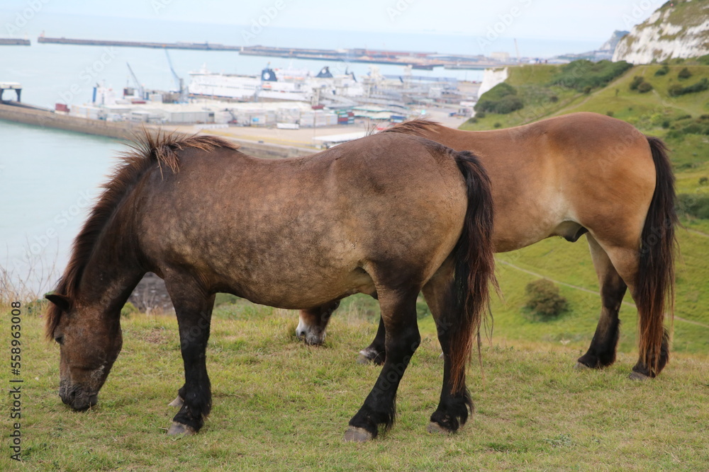 Wild Horses at White Cliffs of Dover, England Great Britain Wild Horses at White Cliffs of Dover, England Great Britain