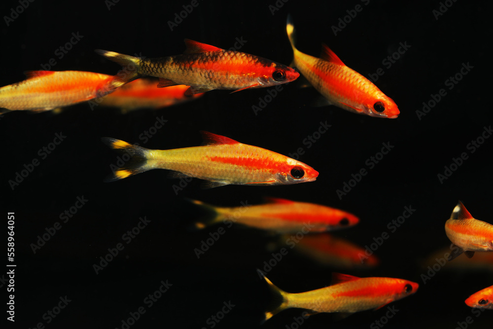 Obraz premium Denison barb, Miss Kerala, or red line torpedo barb (Sahyadria denisonii)
