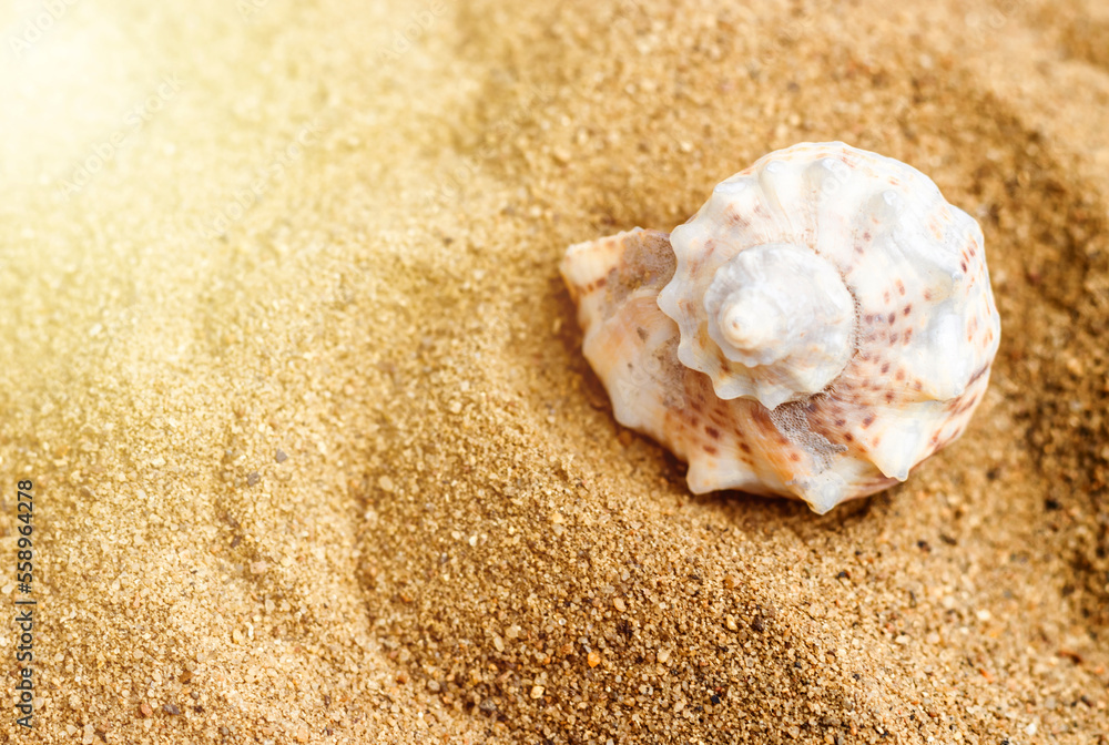 assorted mixed sea shells snail house on sands sunshine ocean background mock up free copy paste vacation travel trip concept summertime.seashells different shape and color various sized assorted mixed sea shells snail house on sands sunshine ocean background mock up free copy paste vacation travel trip concept summertime.seashells different shape and color various sized