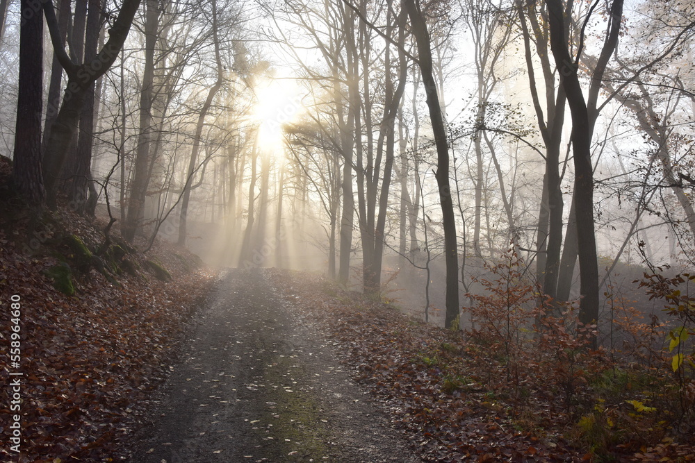 Forest Path in Brdy