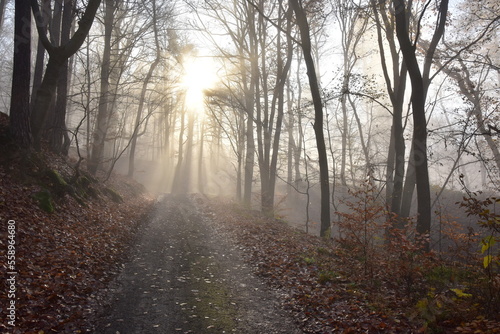 Forest Path in Brdy