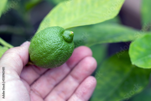 green lime lemon tree in pot with first harvest woman hand holding fruit.home plants growth concept tasty delicious lime for tequila drink healthy vitamin c eco bio 