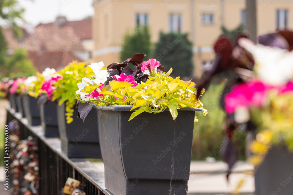 Colorful flowers on a hot summer day in a pot hanging on the railing of the bridge. Summer. Colorful flowers on a hot summer day in a pot hanging on the railing of the bridge. Summer.