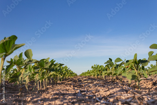 close up young soybean plantation in the field