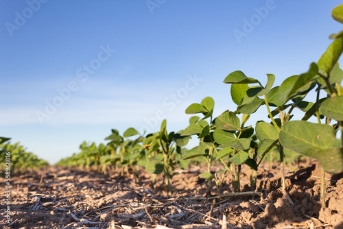 close up young soybean plantation in the field