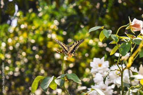 butterfly on a flower