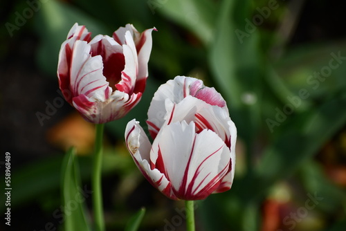 White and red tulips in a garden
