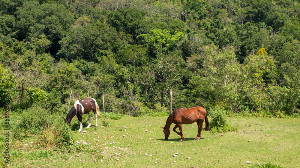 Cavalos Pastando Cavalos Pastando