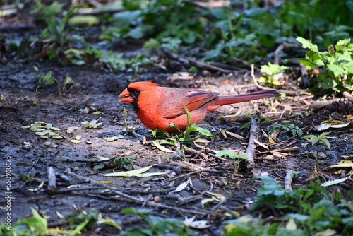 Shiny red male northern cardinal eating some seeds