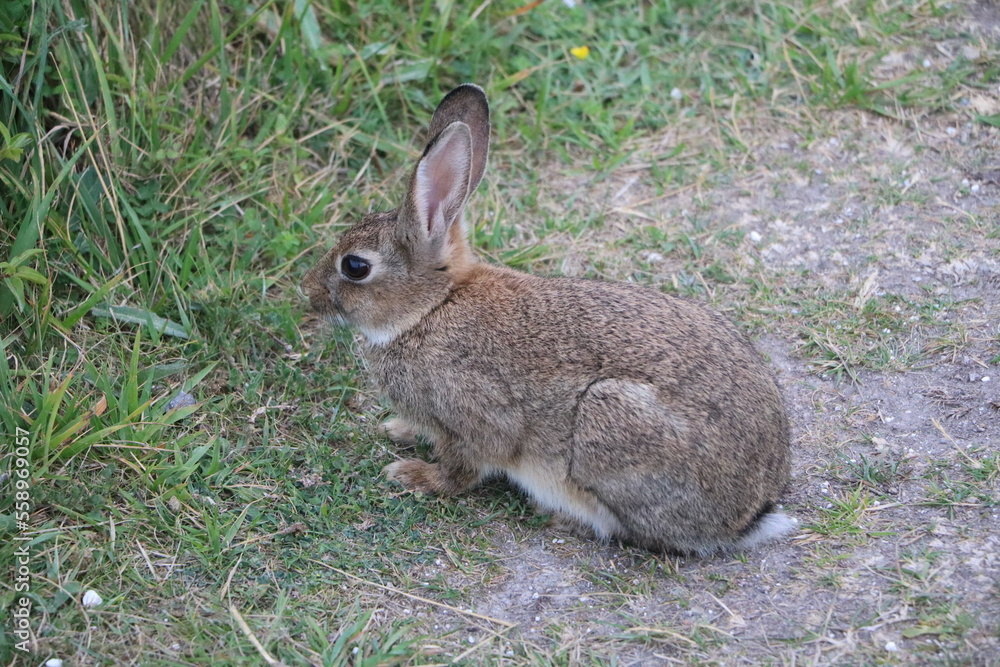 Young Lepus europaeus at White Cliffs of Dover, England Great Britain Young Lepus europaeus at White Cliffs of Dover, England Great Britain