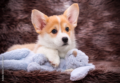 corgi puppy hugging rabbit toy in fluffy blanket
