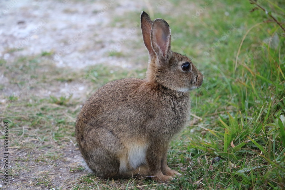 Young European hare at White Cliffs of Dover, England Great Britain Young European hare at White Cliffs of Dover, England Great Britain