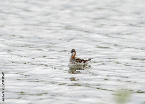 Red-necked phalarope (Phalaropus lobatus), also known as the northern phalarope and hyperborean phalarope, is a small wader of the Scolopacidae family.