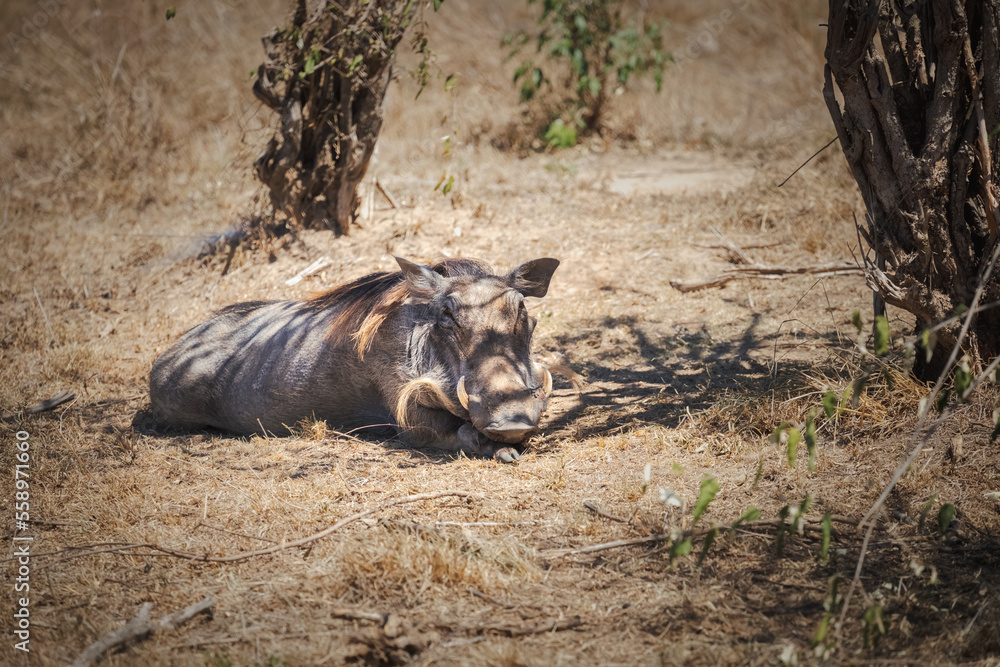 A wild warthog - Masai Mara National Park, Kenya A wild warthog - Masai Mara National Park, Kenya