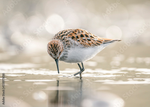 Little stint (Calidris minuta or Erolia minuta), is a very small wader of the Scolopacidae family. Little stint on the shore of the lake hunts for prey in a typical biotope. photo