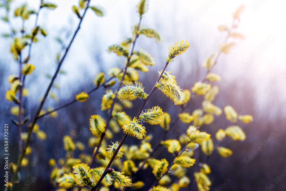 Willow branches with fluffy yellow catkins on a dark background in sunny weather Willow branches with fluffy yellow catkins on a dark background in sunny weather
