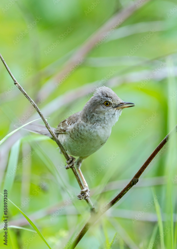 Barred warbler (Curruca nisoria) is a typical warbler of the Sylviidae family. Barred warbler portrait in a typical nesting biotope. Barred warbler (Curruca nisoria) is a typical warbler of the Sylviidae family. Barred warbler portrait in a typical nesting biotope.