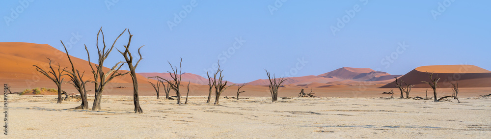 Panorama with sandy hills of red dunes and dead trees of Deadvlei valley in Sossusvlei area, Namib desert. Namibia landscape with big sandy dune and copy space for your text.