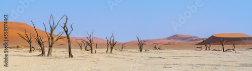 Panorama with sandy hills of red dunes and dead trees of Deadvlei valley in Sossusvlei area, Namib desert. Namibia landscape with big sandy dune and copy space for your text.