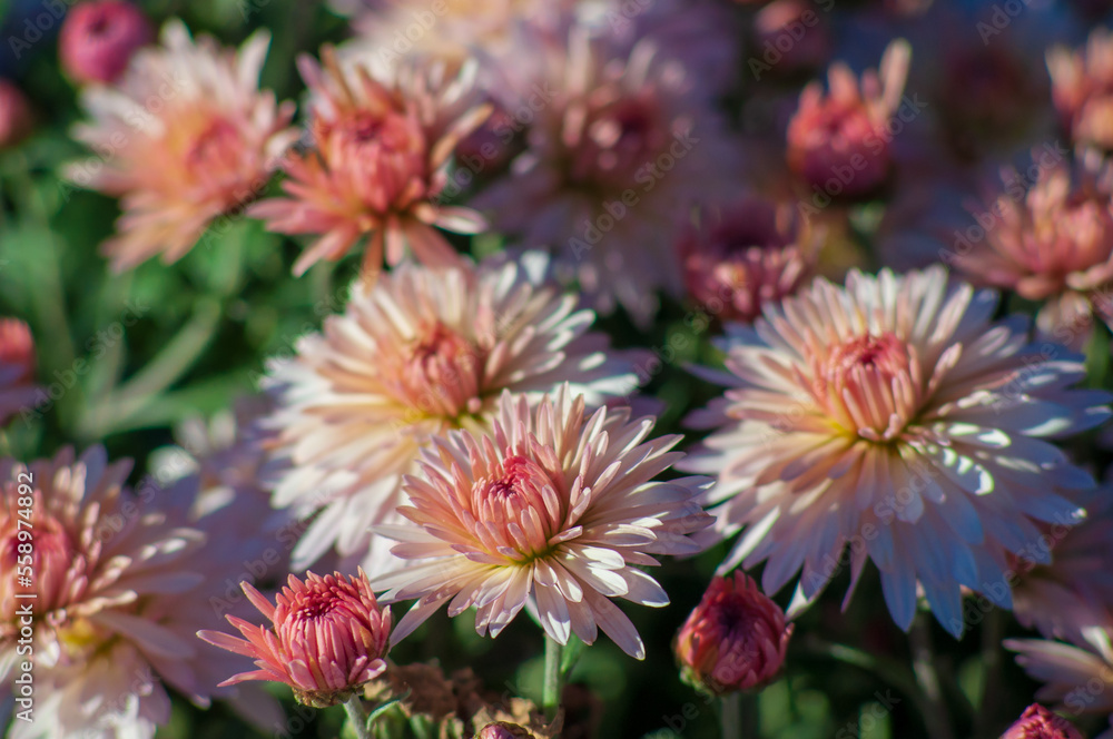 Autumn flowers of bush chrysanthemum of beige color in the garden Autumn flowers of bush chrysanthemum of beige color in the garden