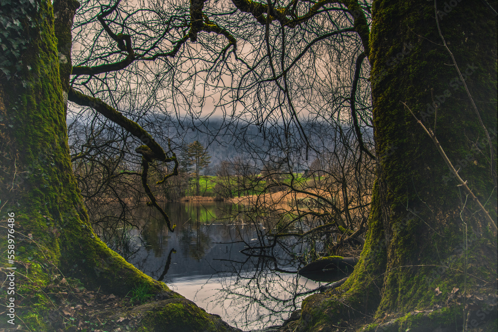 reflection of trees in water reflection of trees in water