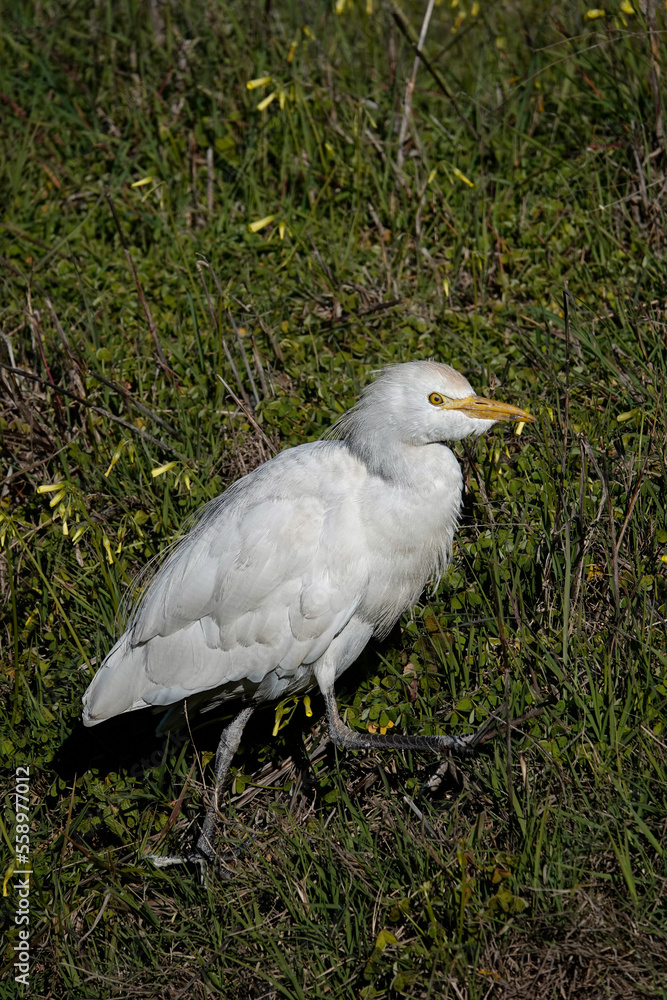 Fototapeta premium Kuhreiher (Bubulcus ibis)