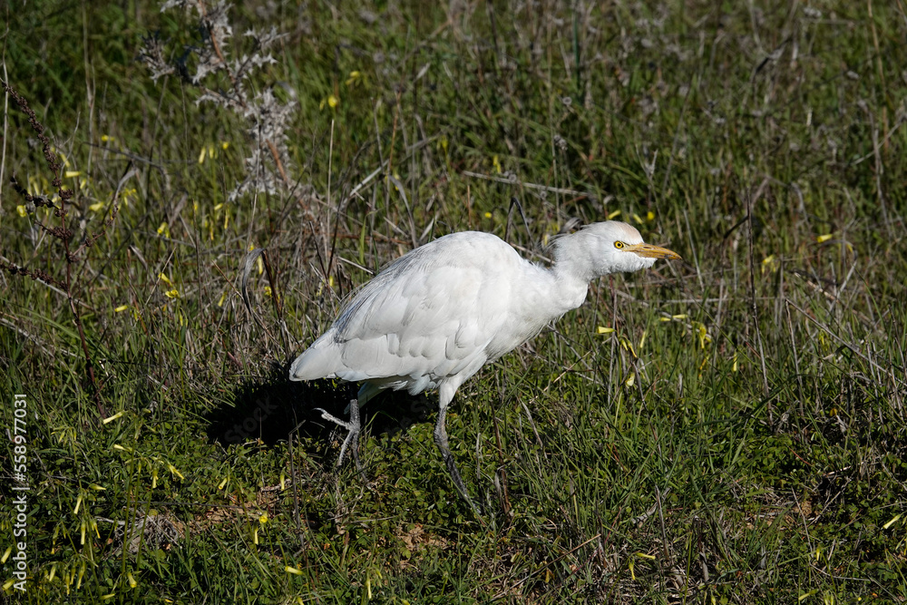 Fototapeta premium Kuhreiher (Bubulcus ibis)