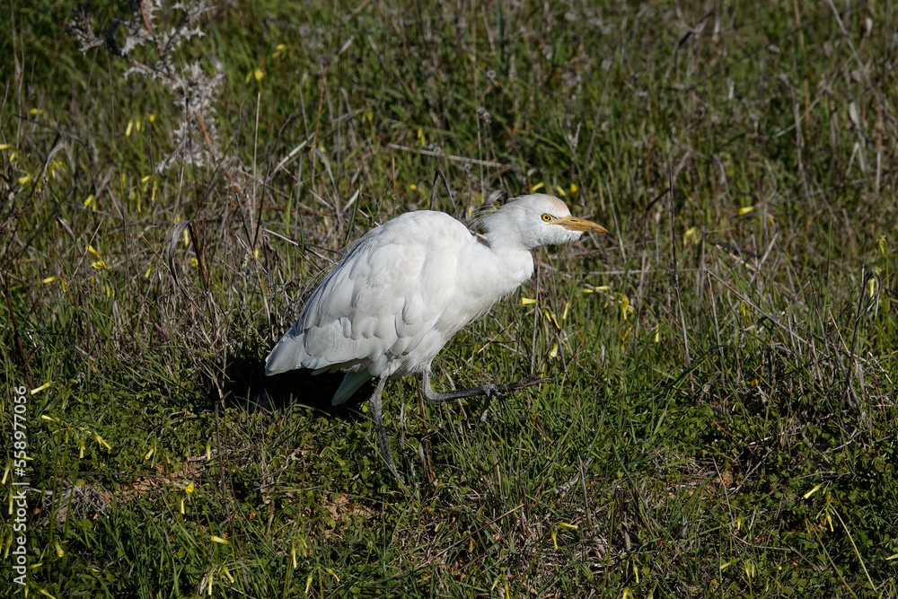 Fototapeta premium Kuhreiher (Bubulcus ibis)