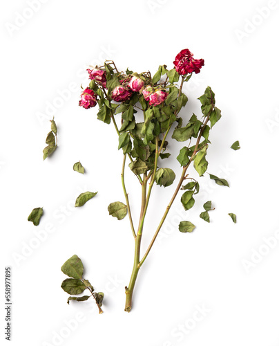Branch of dry pink roses on a white background top view.