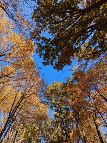 trees in autumn