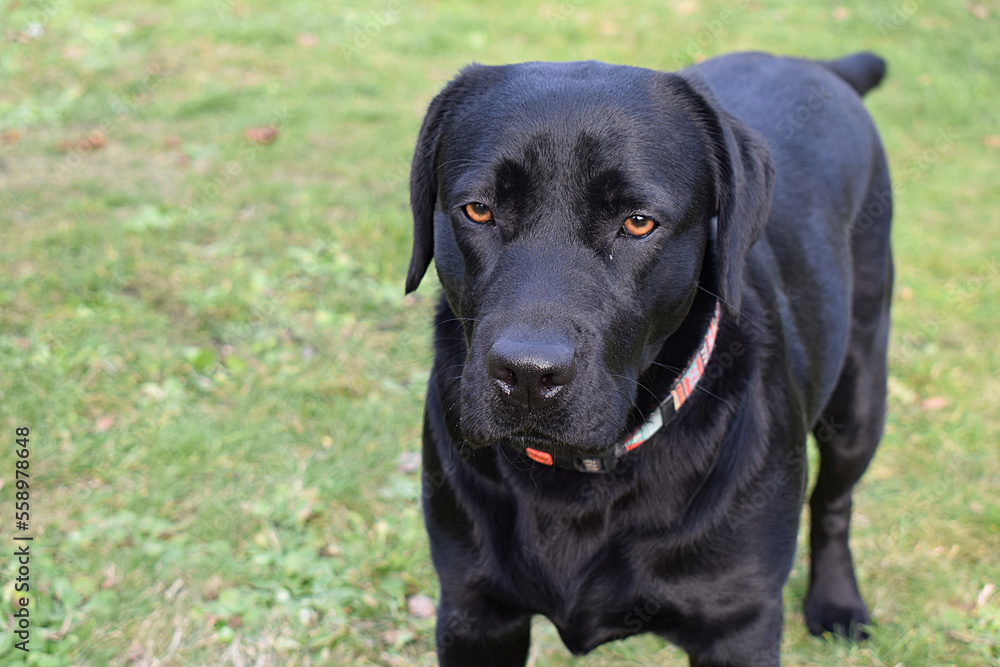 Dog black labrador close-up on the background of the lawn.