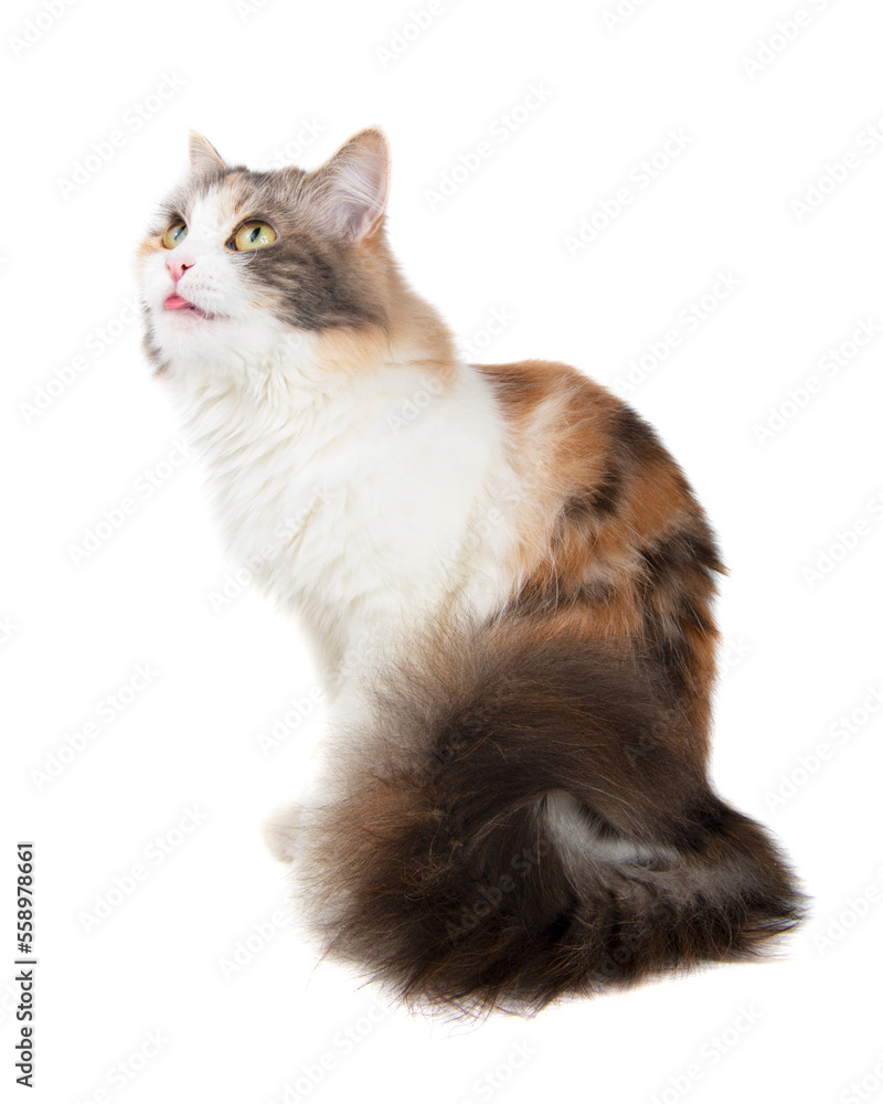 Funny beautiful fluffy cat licks isolated on the white background Funny beautiful fluffy cat licks isolated on the white background
