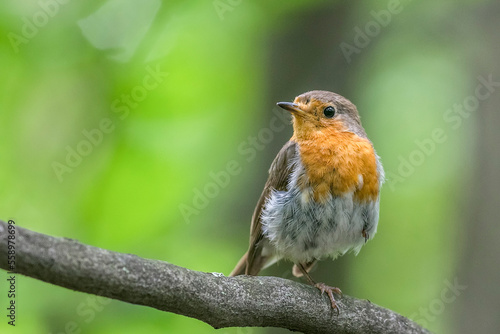 European robin (Erithacus rubecula), known simply as the robin or robin redbreast portrait in the natural environment. © ihorhvozdetskiy