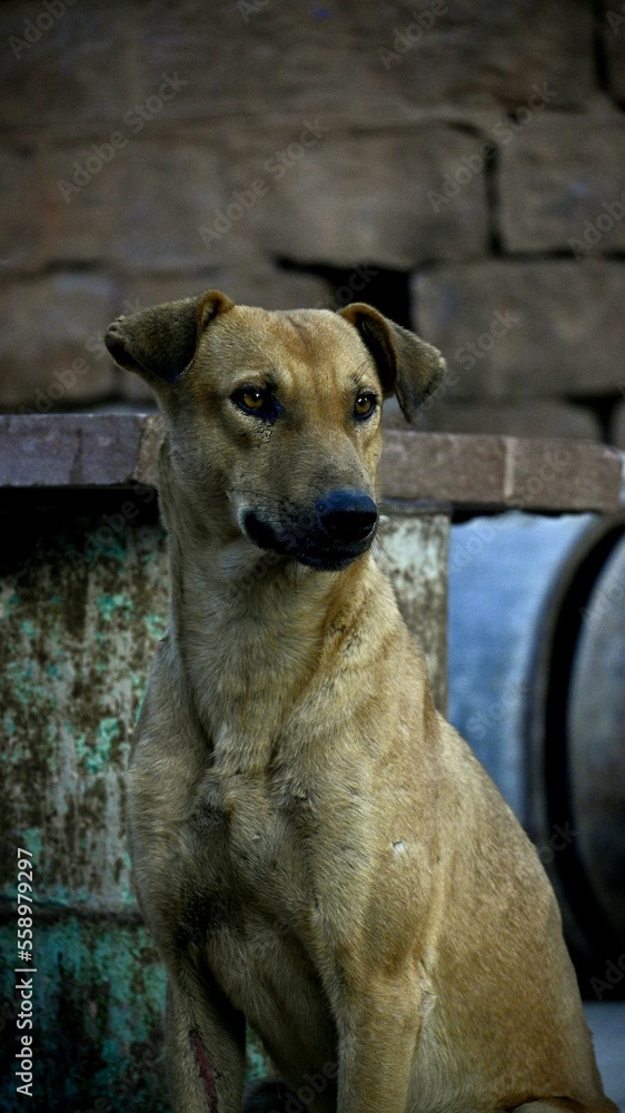 german shepherd dog german shepherd dog