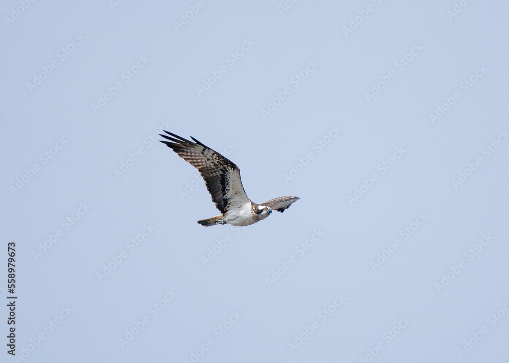 Obraz premium Osprey (Pandion haliaetus) in flight against the background of the blue sky.