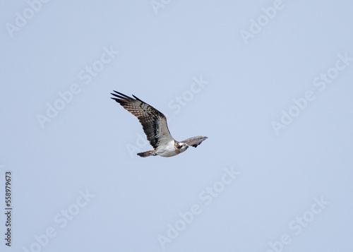Osprey (Pandion haliaetus) in flight against the background of the blue sky.