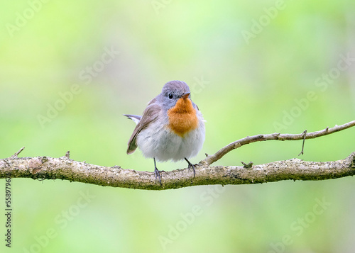 Red-breasted flycatcher (Ficedula parva) is a small passerine bird of the Muscicapidae family. Male Red-breasted flycatcher (Ficedula parva) in spring forest. © ihorhvozdetskiy