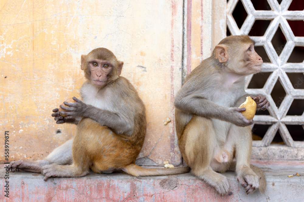 Two macaques eating at Galta Ji, Monkey Temple. Jaipur, Rajasthan, India.