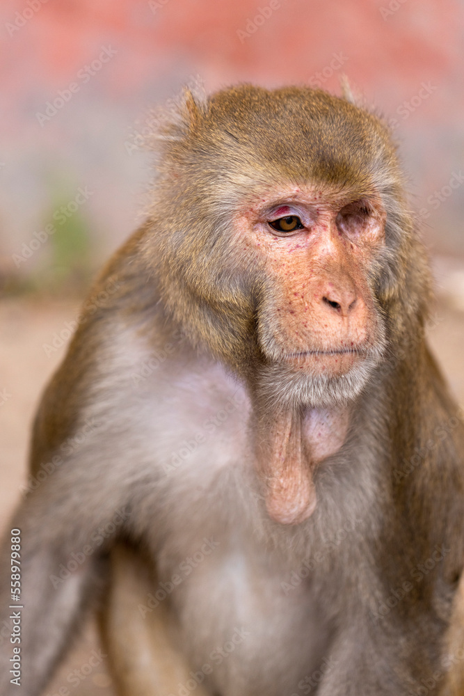 Macaco tuerto. Galta Ji, Templo de los Monos, Jaipur, India. Macaco tuerto. Galta Ji, Templo de los Monos, Jaipur, India.