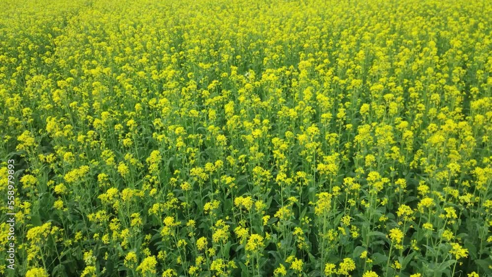 Isolated mustard field.Flower of mustard plant.Yellow flowers blooming.Beautiful view of mustard field. Isolated mustard field.Flower of mustard plant.Yellow flowers blooming.Beautiful view of mustard field.