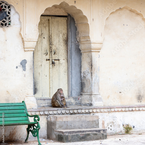 Macaco sentado en el Templo de los Monos (India) © Ricardo Ferrando