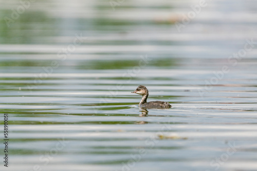 Little grebe (Tachybaptus ruficollis), in juvenile winter plumage, swims on water in a typical biotope.